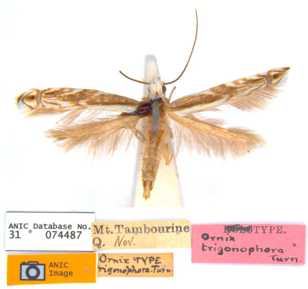 /filer/webapps/moths_gc/media/images/T/trigonophora_Epicephala_LT_ANIC.jpg