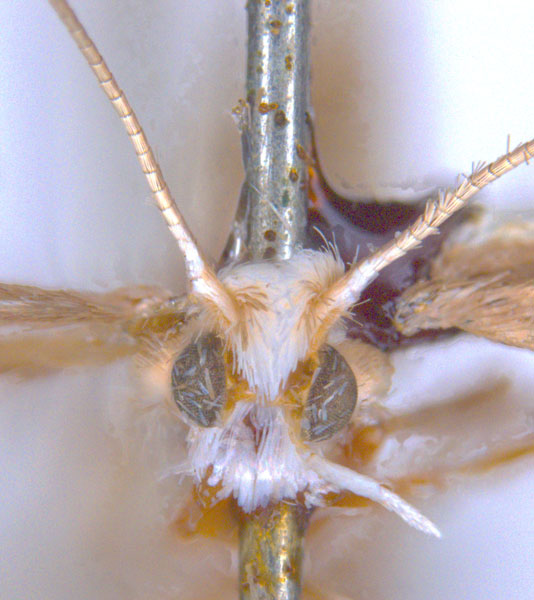 /filer/webapps/moths_gc/media/images/T/trigonophora_Epicephala_LT_head_ANIC.jpg
