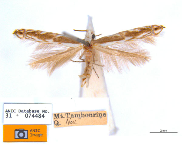 /filer/webapps/moths_gc/media/images/T/trigonophora_Epicephala_PLT1_ANIC.jpg