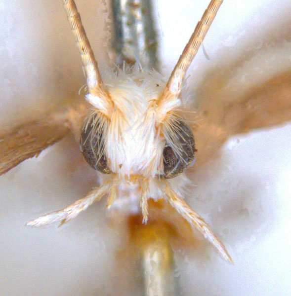 /filer/webapps/moths_gc/media/images/T/trigonophora_Epicephala_PLT1_head_ANIC.jpg