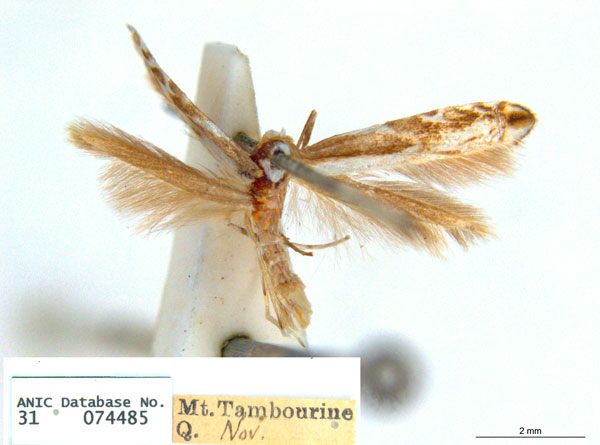 /filer/webapps/moths_gc/media/images/T/trigonophora_Epicephala_PLT2_ANIC.jpg