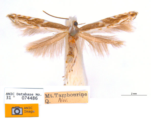 /filer/webapps/moths_gc/media/images/T/trigonophora_Epicephala_PLT3_ANIC.jpg