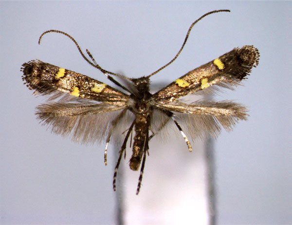 /filer/webapps/moths_gc/media/images/T/trimaculata_Caloptilia_PT_EIHU.jpg