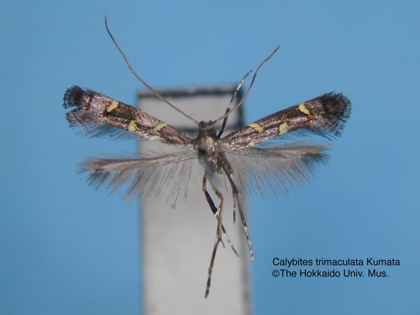 /filer/webapps/moths_gc/media/images/T/trimaculata_Calybites_HT_EIHU.jpg