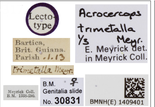 /filer/webapps/moths_gc/media/images/T/trimetalla_Eucosmophora_LT_1409401_BMNH_Labels.jpg