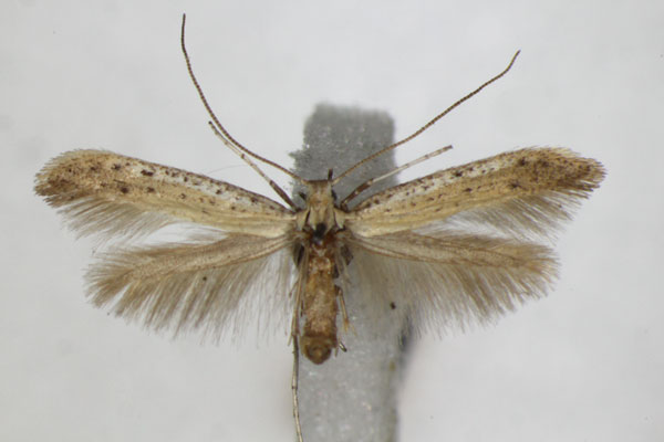 /filer/webapps/moths_gc/media/images/T/tringipennella_Aspilapteryx_A_ZSM_2.jpg