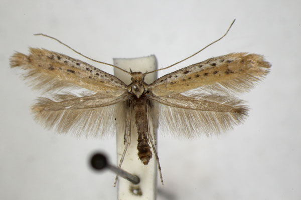 /filer/webapps/moths_gc/media/images/T/tringipennella_Aspilapteryx_A_ZSM_3.jpg