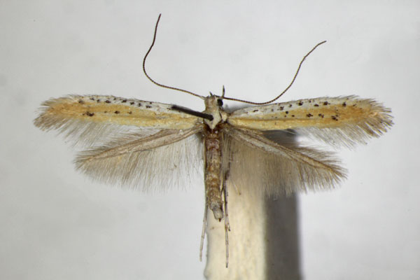 /filer/webapps/moths_gc/media/images/T/tringipennella_Aspilapteryx_A_ZSM_4.jpg