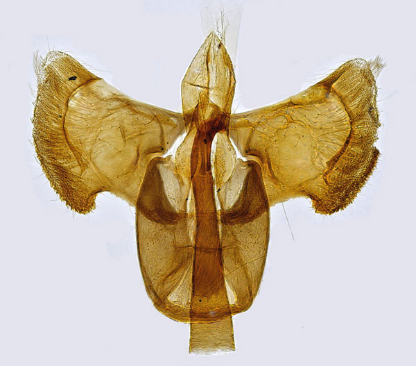 /filer/webapps/moths_gc/media/images/T/tringipennella_Aspilapteryx_GM_Hall.jpg