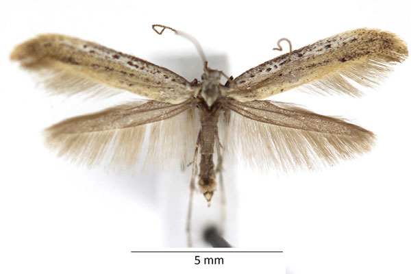 /filer/webapps/moths_gc/media/images/T/tringipennella_Aspilapteryx_RBINS_02.jpg