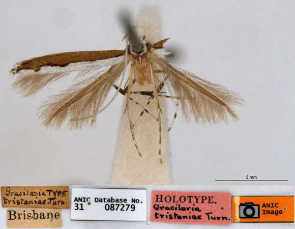 /filer/webapps/moths_gc/media/images/T/tristaniae_Acrocercops_ST1_ANIC.jpg