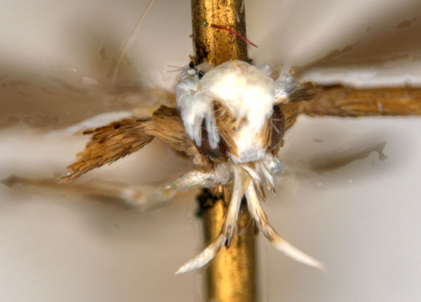 /filer/webapps/moths_gc/media/images/T/tristaniae_Acrocercops_ST1_head_ANIC.jpg