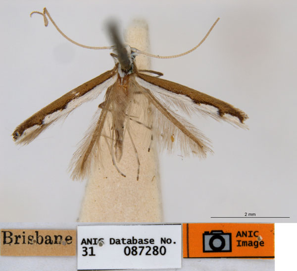 /filer/webapps/moths_gc/media/images/T/tristaniae_Acrocercops_ST2_ANIC.jpg