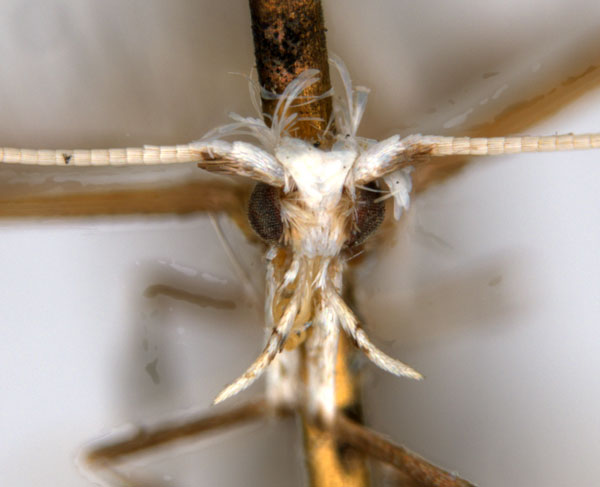 /filer/webapps/moths_gc/media/images/T/tristaniae_Acrocercops_ST2_head_ANIC.jpg