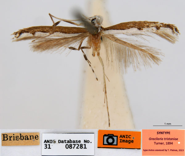 /filer/webapps/moths_gc/media/images/T/tristaniae_Acrocercops_ST3_ANIC.jpg
