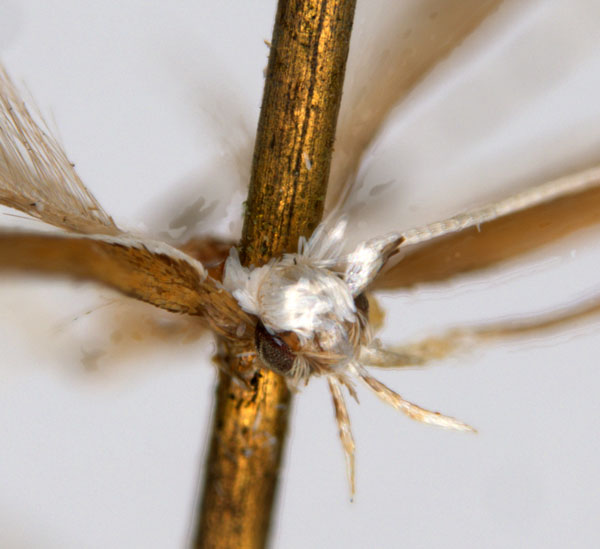 /filer/webapps/moths_gc/media/images/T/tristaniae_Acrocercops_ST3_head_ANIC.jpg