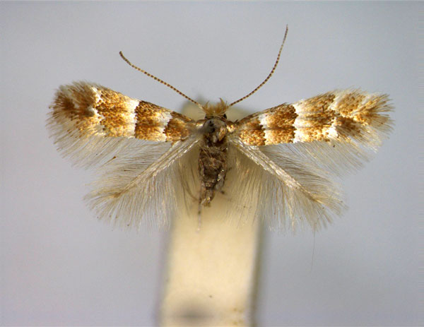 /filer/webapps/moths_gc/media/images/T/tristrigella_Phyllonorycter_A_EIHU.jpg