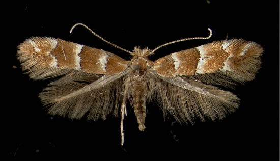 /filer/webapps/moths_gc/media/images/T/tristrigella_Phyllonorycter_A_Innsbruck07061950_MHNG.jpg