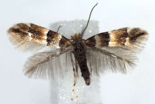 /filer/webapps/moths_gc/media/images/T/tristrigella_Phyllonorycter_A_WJDP.jpg