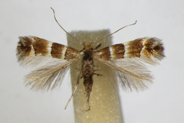 /filer/webapps/moths_gc/media/images/T/tristrigella_Phyllonorycter_A_ZSM_2.jpg