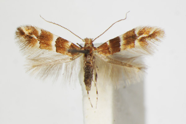 /filer/webapps/moths_gc/media/images/T/tristrigella_Phyllonorycter_A_ZSM_4.jpg