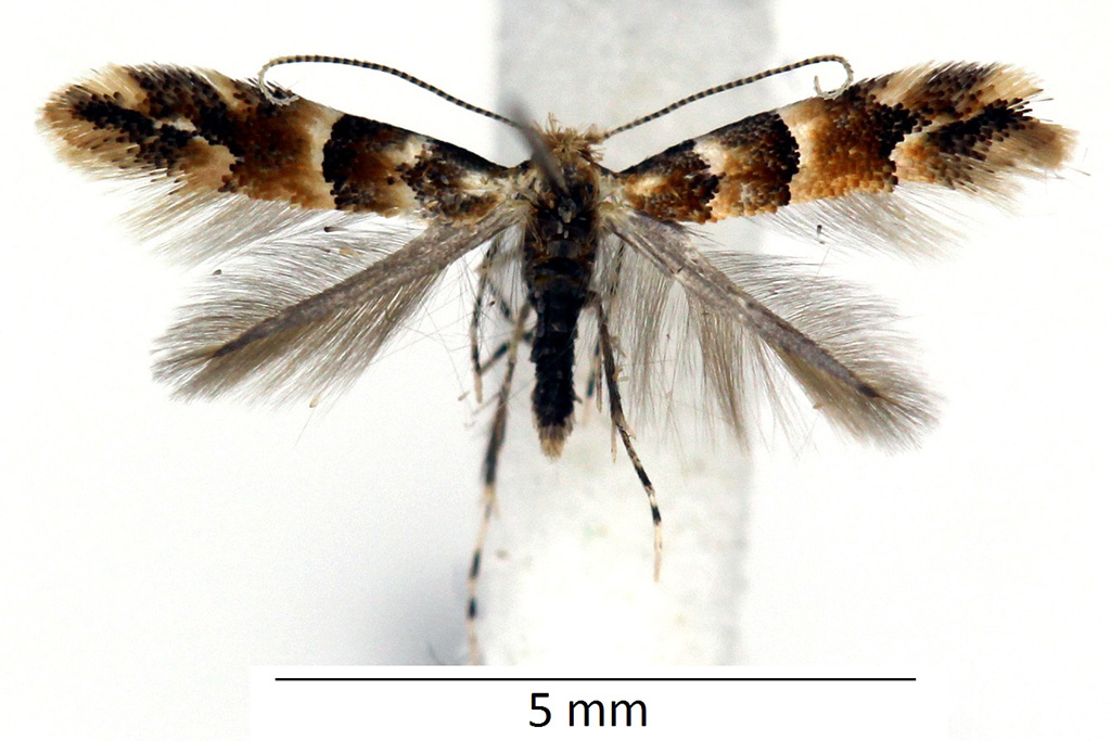 /filer/webapps/moths_gc/media/images/T/tristrigella_Phyllonorycter_male_WDP.jpg