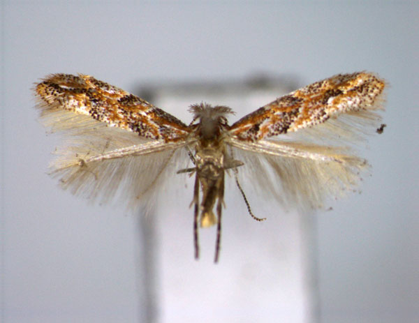 /filer/webapps/moths_gc/media/images/T/tritorrhecta_Phyllonorycter_A_EIHU.jpg