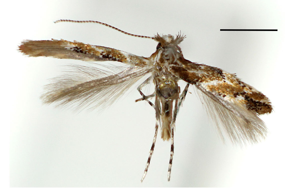 /filer/webapps/moths_gc/media/images/T/tritorrhecta_Phyllonorycter_A_Kim-etal_2024_402.jpg