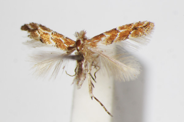 /filer/webapps/moths_gc/media/images/T/tritorrhecta_Phyllonorycter_A_ZSM.jpg