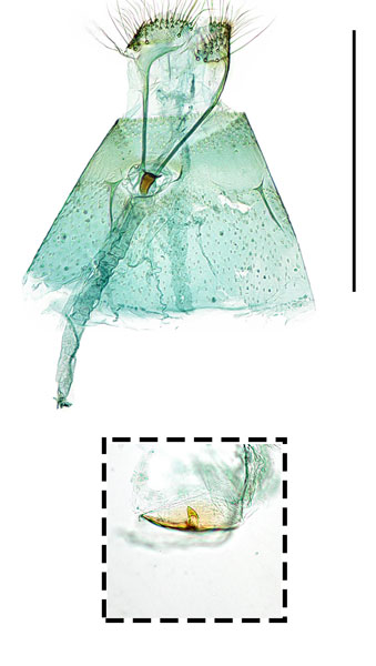 /filer/webapps/moths_gc/media/images/T/tritorrhecta_Phyllonorycter_GF_Kim-etal_2024_411.jpg