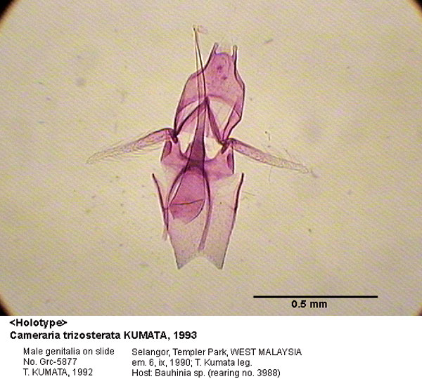 /filer/webapps/moths_gc/media/images/T/trizosterata_Cameraria_GM_HT_5877_EIHU.jpg