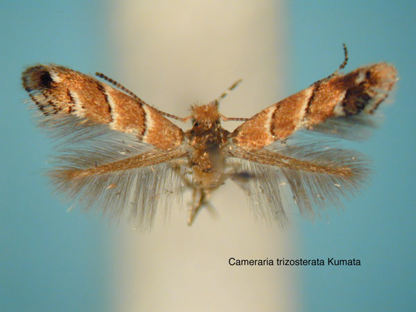 /filer/webapps/moths_gc/media/images/T/trizosterata_Cameraria_HT_EIHU.jpg