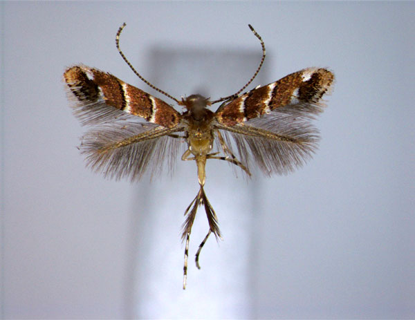 /filer/webapps/moths_gc/media/images/T/trizosterata_Cameraria_PT_EIHU.jpg