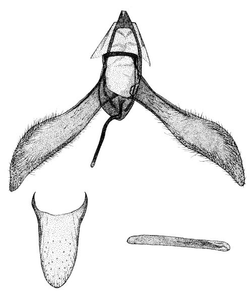 /filer/webapps/moths_gc/media/images/T/trochetellus_Phyllonorycter_GM_DePrins.jpg