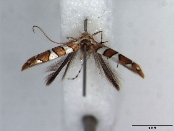 /filer/webapps/moths_gc/media/images/T/trochetellus_Phyllonorycter_HT_BMNH.jpg