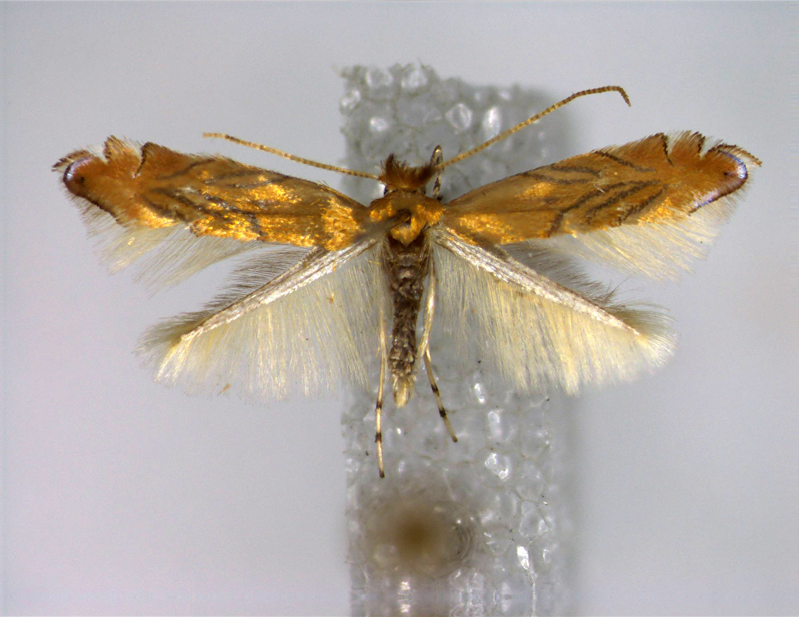 /filer/webapps/moths_gc/media/images/T/trojana_Phyllonorycter_PT_EIHU.jpg