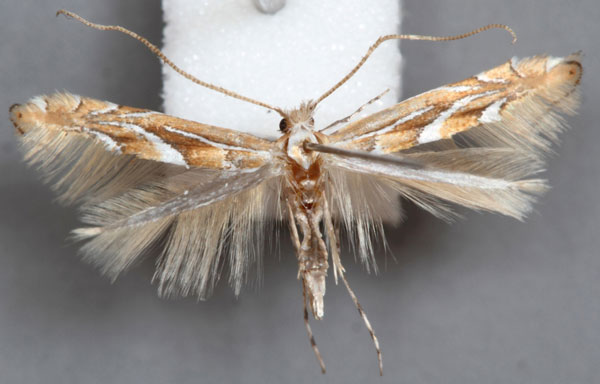 /filer/webapps/moths_gc/media/images/T/troodi_Phyllonorycter_A_Barton_IB1810.jpg