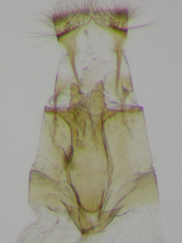 /filer/webapps/moths_gc/media/images/T/troodi_Phyllonorycter_GF_Barton_IB1811.jpg