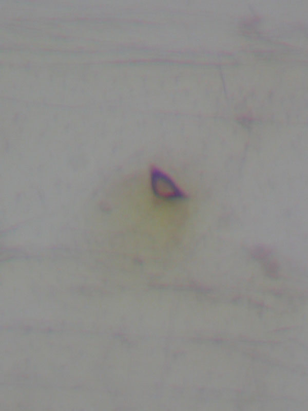 /filer/webapps/moths_gc/media/images/T/troodi_Phyllonorycter_GF_Barton_IB1811_2.jpg