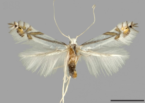 /filer/webapps/moths_gc/media/images/T/tropaeolicola_Phyllocnistis_HT_USNM.jpg