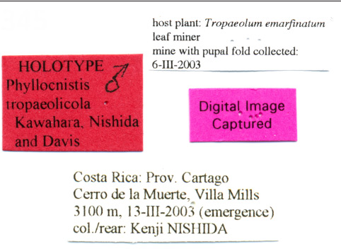/filer/webapps/moths_gc/media/images/T/tropaeolicola_Phyllocnistis_HT_USNM_Label.jpg
