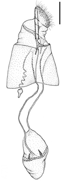/filer/webapps/moths_gc/media/images/T/tropaeolicola_Phyllocnistis_PT_GF_USNM.jpg