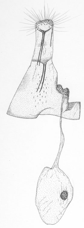 /filer/webapps/moths_gc/media/images/T/tsavensis_Phyllonorycter_GF_DePrins_TMSA7501.jpg