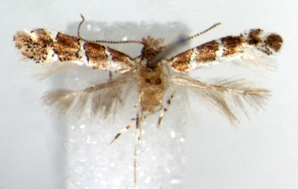 /filer/webapps/moths_gc/media/images/T/tsavensis_Phyllonorycter_HT_RMCA.jpg