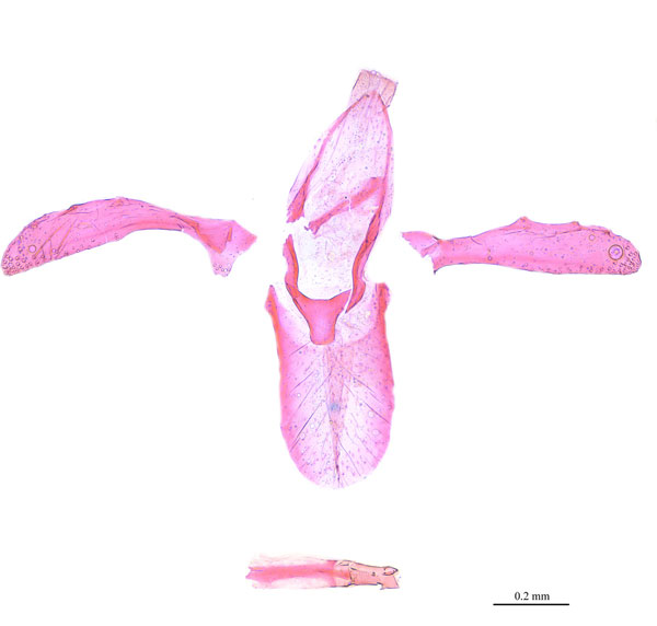 /filer/webapps/moths_gc/media/images/T/tumoris_Phyllonorycter_HT_GM_SDNU.jpg