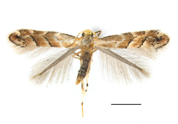 /filer/webapps/moths_gc/media/images/T/tumoris_Phyllonorycter_HT_SDNU.jpg
