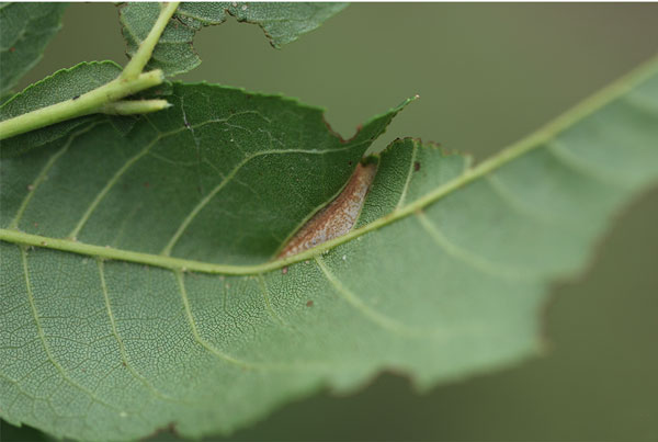 /filer/webapps/moths_gc/media/images/T/tumoris_Phyllonorycter_mine1_Lu-etal_2025_460.jpg