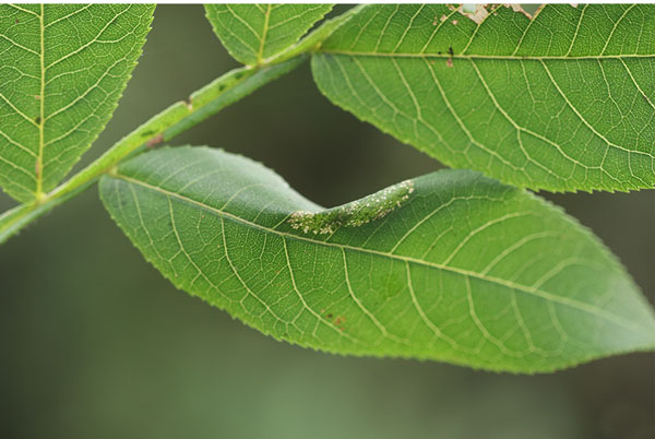 /filer/webapps/moths_gc/media/images/T/tumoris_Phyllonorycter_mine2_Lu-etal_2025_460.jpg