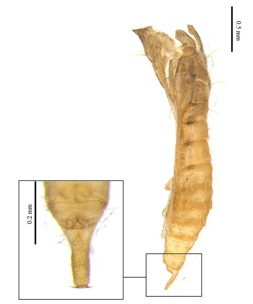/filer/webapps/moths_gc/media/images/T/tumoris_Phyllonorycter_pupa_Lu-etal_2025_460.jpg