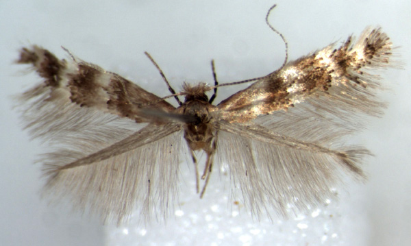 /filer/webapps/moths_gc/media/images/T/turensis_Phyllonorycter_HT_BMNH.jpg